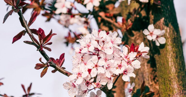 découvrez notre sélection de déodorants éco-responsables, formulés à partir d'ingrédients naturels et durables pour prendre soin de votre peau tout en respectant l'environnement. adoptez une routine de soins saine et respectueuse de la planète avec nos produits efficaces et sans compromis.