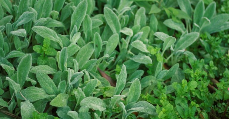 découvrez notre couvre-aliment écologique, une solution durable pour préserver vos aliments tout en respectant l'environnement. fabriqué à partir de matériaux biosourcés et réutilisables, cet accessoire pratique vous aide à réduire les déchets alimentaires et à adopter un mode de vie plus vert.