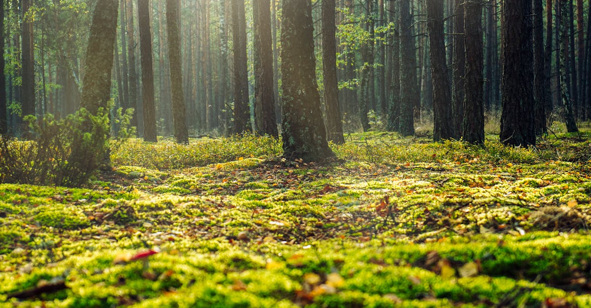 découvrez notre cirage à chaussures éco-responsable, conçu pour nourrir, protéger et faire briller vos souliers tout en respectant l'environnement. optez pour une finition naturelle et durable sans compromettre la qualité.