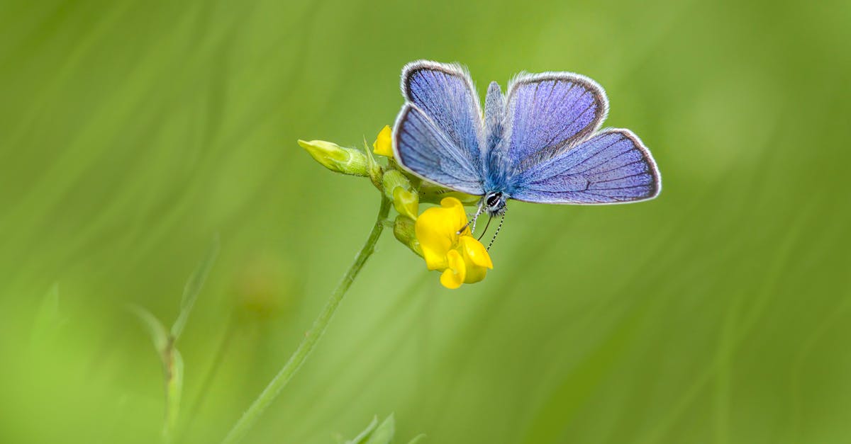 découvrez des répulsifs écologiques contre les nuisibles qui protègent votre maison tout en étant respectueux de l'environnement. optez pour des solutions naturelles et efficaces pour éloigner les insectes et rongeurs sans nuire à la faune.