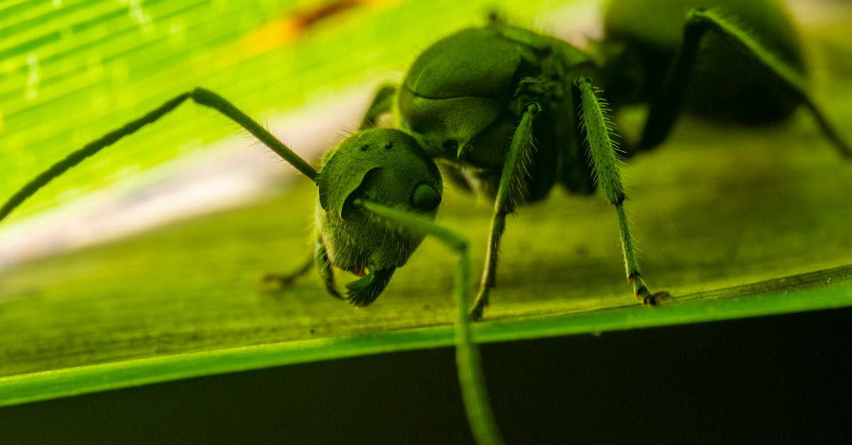 découvrez notre gamme de répulsifs écologiques contre les nuisibles, conçus pour protéger votre maison tout en respectant l'environnement. optez pour des solutions naturelles et efficaces pour éloigner les insectes et rongeurs, sans produits chimiques nocifs.