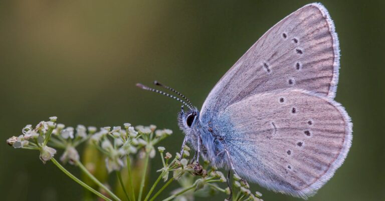 découvrez notre sélection de répulsifs écologiques contre les nuisibles, respectueux de l'environnement et efficaces. protégez votre maison tout en préservant la planète avec des solutions naturelles pour éloigner les insectes et rongeurs.