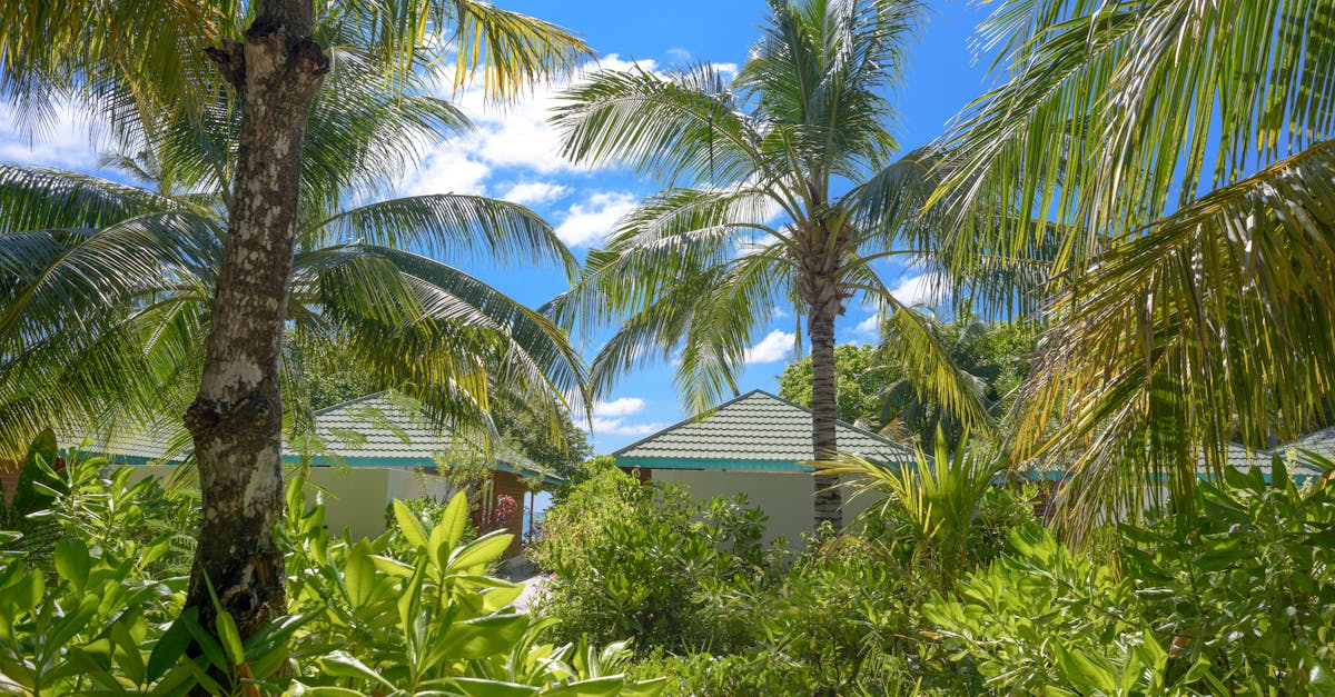 découvrez notre éco-resort, un havre de paix dédié au respect de l'environnement. profitez de séjours immersifs en pleine nature, d'activités durables et d'hébergements confortables, tout en préservant la biodiversité. rejoignez-nous pour une aventure écoresponsable inoubliable.