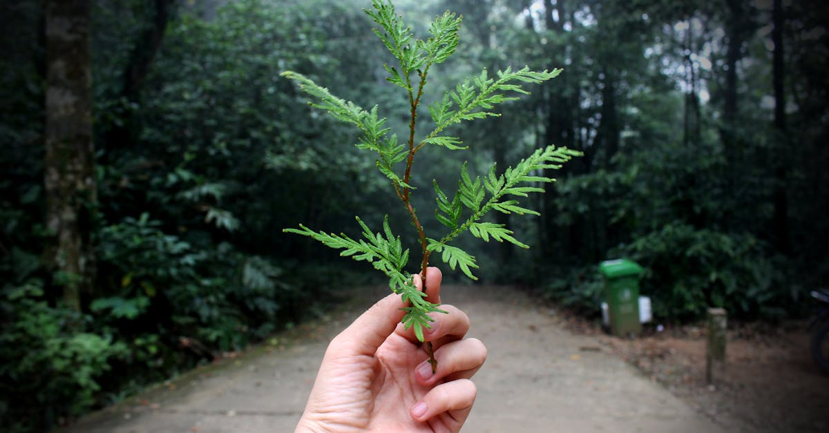 découvrez l'écologie, science essentielle pour comprendre les relations entre les êtres vivants et leur environnement. explorez les enjeux environnementaux, la préservation de la biodiversité et des solutions durables pour un avenir meilleur.
