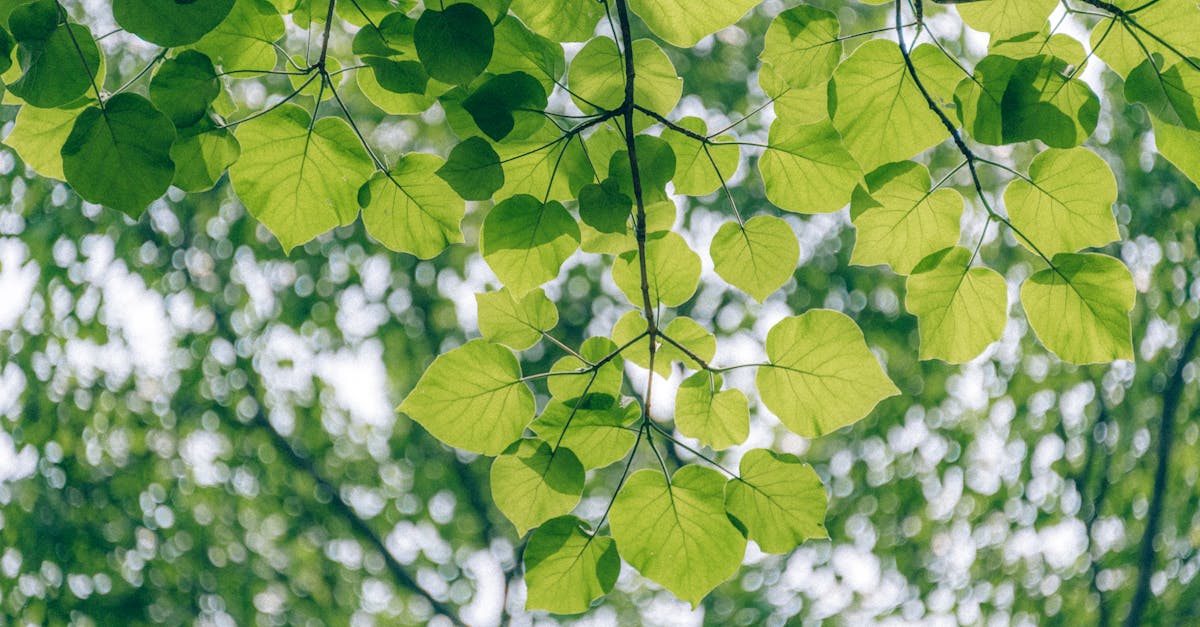 découvrez l'écologie, science essentielle qui étudie les interactions entre les organismes et leur environnement. apprenez-en plus sur la biodiversité, la conservation des ressources naturelles et les pratiques durables pour préserver notre planète.