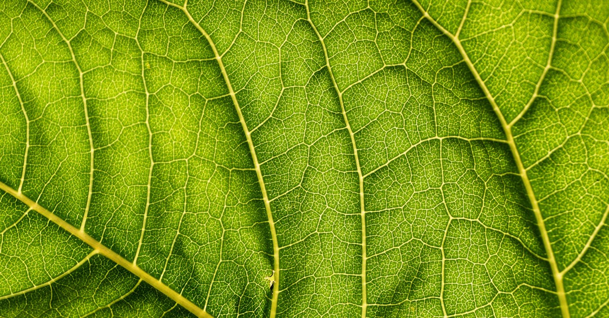 découvrez l'écologie, une science essentielle qui étudie les interactions entre les êtres vivants et leur environnement. explorez les enjeux environnementaux, la biodiversité et les solutions durables pour protéger notre planète.
