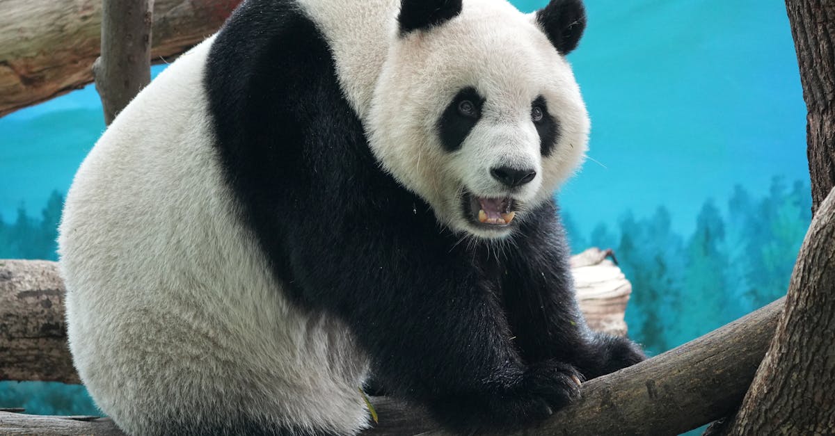 découvrez les espèces en danger d'extinction, leur importance pour l'écosystème et les actions nécessaires pour les protéger. engagez-vous dans la préservation de la biodiversité et apprenez comment vous pouvez faire la différence.