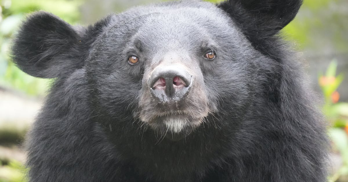 découvrez les espèces menacées : un aperçu des animaux et plantes en danger d'extinction, les causes de leur déclin et les initiatives pour leur protection.