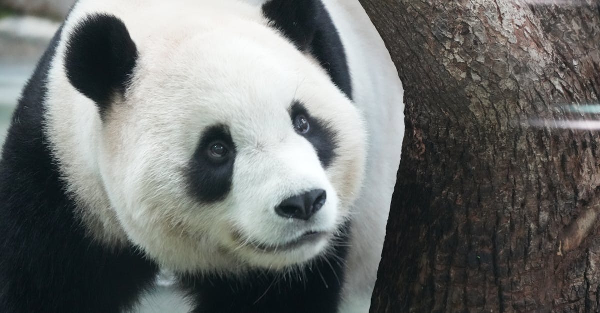 découvrez les espèces menacées, leur habitat, les causes de leur déclin et les actions nécessaires pour leur conservation. engagez-vous pour la protection de la biodiversité et préservez notre planète pour les générations futures.