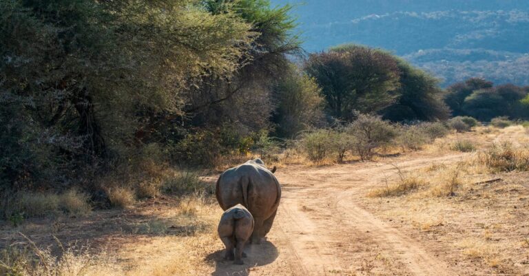 découvrez les espèces menacées : un aperçu des animaux et plantes en danger, leurs habitats, les enjeux de leur protection et les actions essentielles à entreprendre pour préserver la biodiversité.