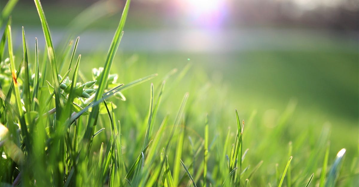 découvrez l'importance de l'environnement et son impact sur notre planète. explorez des solutions durables pour protéger notre écosystème et promouvoir un avenir plus vert pour les générations futures.