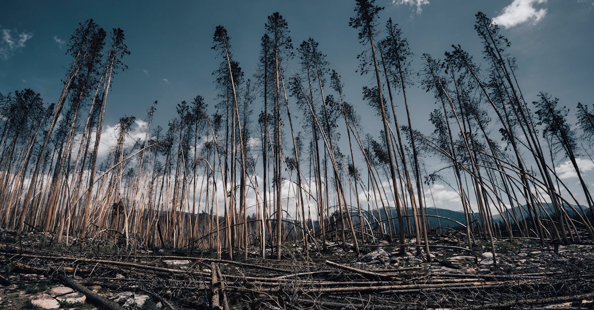 découvrez les conséquences graves des dommages environnementaux sur notre planète. informez-vous sur les causes, les effets et les solutions pour préserver notre écosystème et assurer un avenir durable.
