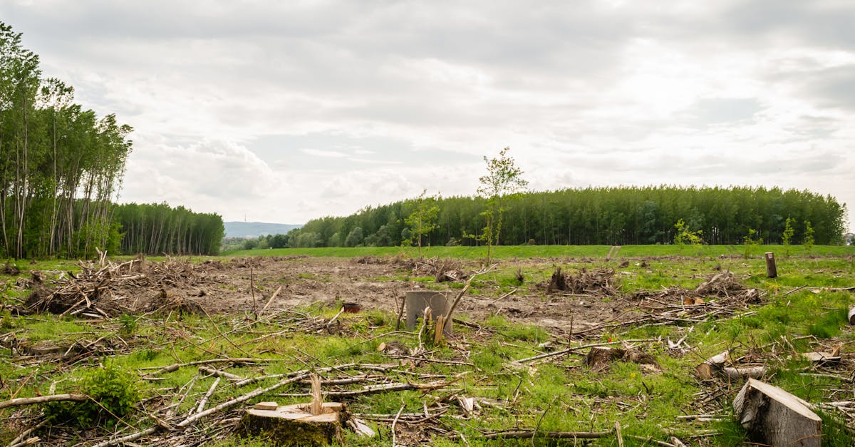découvrez les impacts dévastateurs des dommages environnementaux sur notre planète. apprenez comment ces effets affectent la biodiversité, le climat et la santé humaine, et explorez des solutions pour préserver notre environnement.