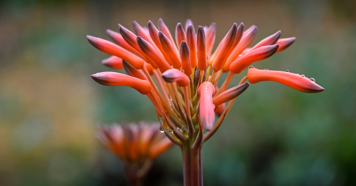 découvrez nos savons fleuris, alliant douceur et parfum délicat. fabriqués à partir d'ingrédients naturels, nos savons sont idéaux pour nourrir votre peau tout en apportant une touche esthétique à votre bain.