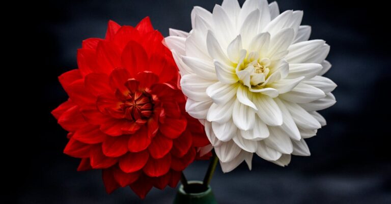 découvrez l'univers des fleurs : des conseils sur les variétés, l'entretien et les arrangements floraux pour embellir votre intérieur et profiter de la beauté de la nature au quotidien.