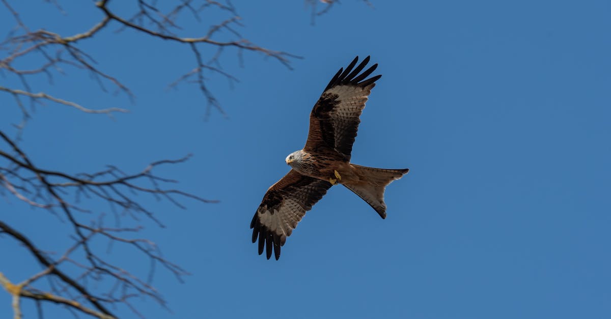 découvrez l'univers fascinant de la chasse, une activité riche en traditions et en émotions. apprenez les techniques, les lois et les équipements nécessaires pour vivre une expérience inoubliable en pleine nature.