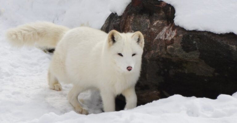 découvrez l'univers passionnant de la chasse : techniques, équipements, bonnes pratiques et respect de la faune. plongez dans cette activité ancestrale et vivez des aventures inoubliables en pleine nature.