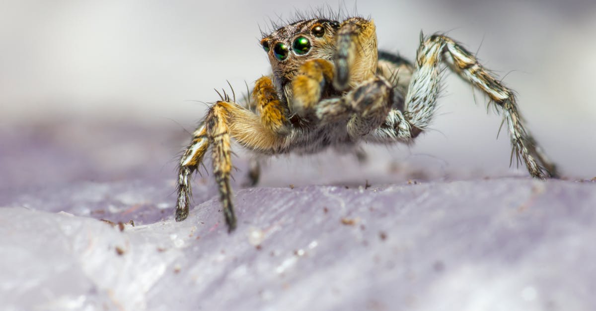 découvrez des solutions efficaces pour soulager les démangeaisons et l'inconfort causés par les piqûres d'insectes. profitez de remèdes naturels et de produits apaisants pour un soulagement rapide et durable.