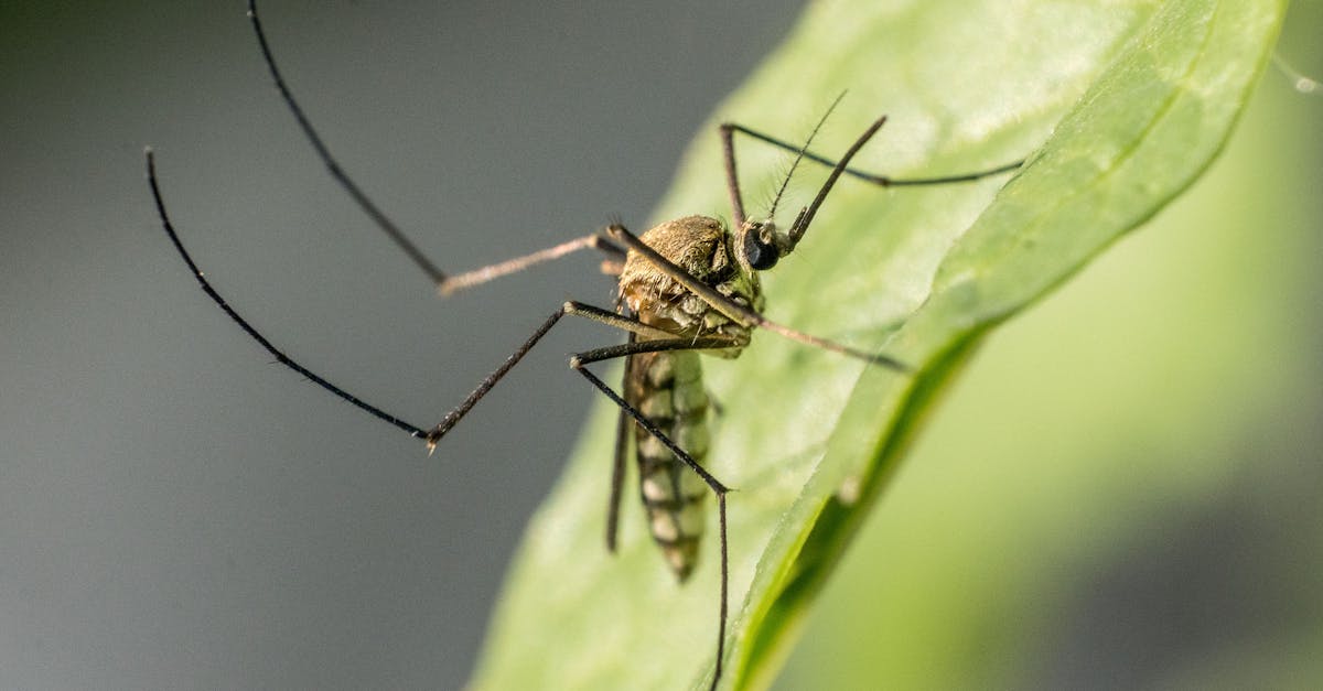 découvrez des solutions efficaces pour soulager les démangeaisons et l'inconfort des piqûres d'insectes. nos conseils et astuces vous aideront à apaiser rapidement les irritations et retrouver votre bien-être.