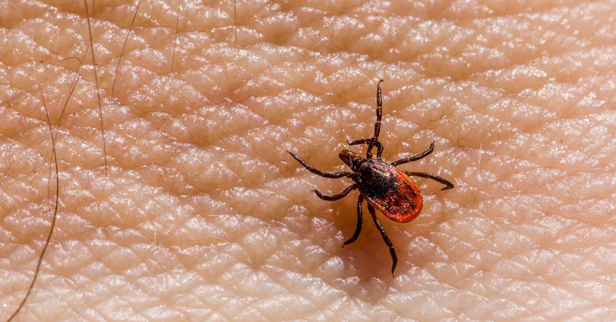 découvrez des solutions efficaces pour soulager les piqûres d'insectes. notre guide vous présente des remèdes naturels et des conseils pratiques pour atténuer les démangeaisons et l'inconfort causés par les piqûres, afin de profiter pleinement de vos journées en plein air.