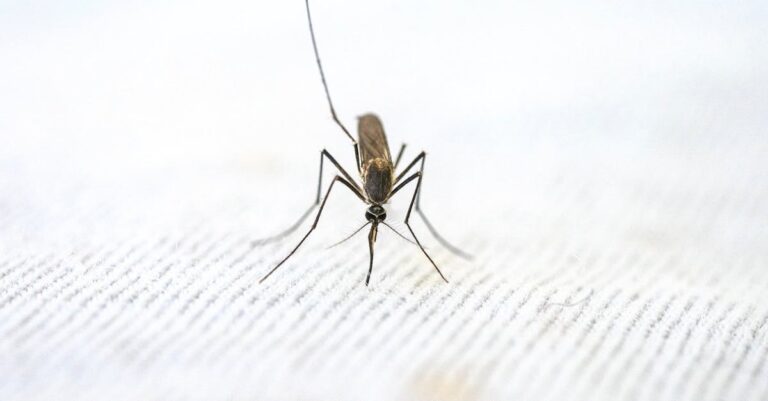 découvrez des solutions efficaces pour soulager les démangeaisons et les douleurs causées par les piqûres d'insectes. explorez nos conseils et remèdes naturels pour un soulagement rapide et apaisant.