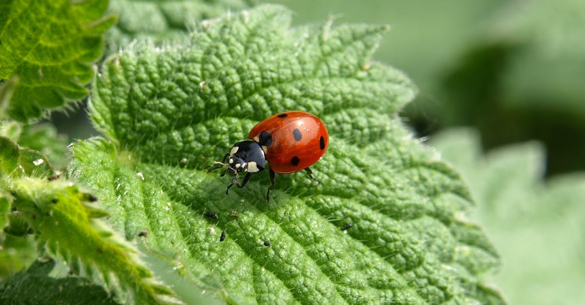découvrez l'univers fascinant des coccinelles, ces insectes colorés et bénéfiques à la biodiversité. apprenez-en plus sur leur habitat, leur alimentation et leur rôle dans l'écosystème grâce à notre guide complet.