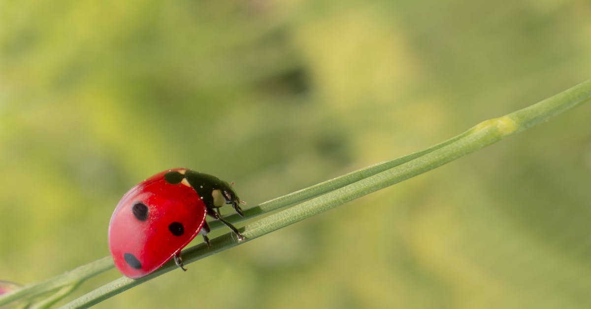 découvrez le monde fascinant des coccinelles ! explorez leur habitat, leurs caractéristiques uniques et leur rôle essentiel dans l'écosystème. apprenez comment ces petits insectes colorés apportent des bienfaits à notre environnement.