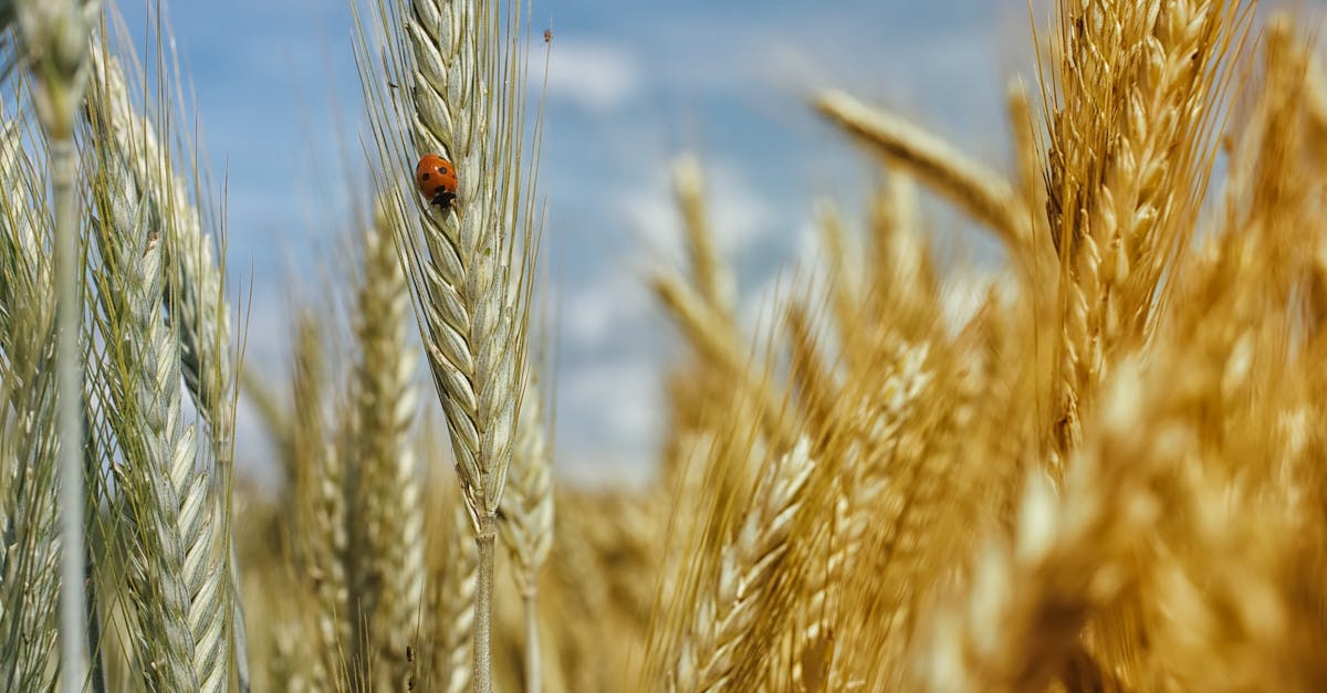 découvrez le monde fascinant des coccinelles, ces petits insectes colorés qui apportent charme et beauté à la nature. apprenez tout sur leur habitat, leurs caractéristiques et leur rôle dans l'écosystème.