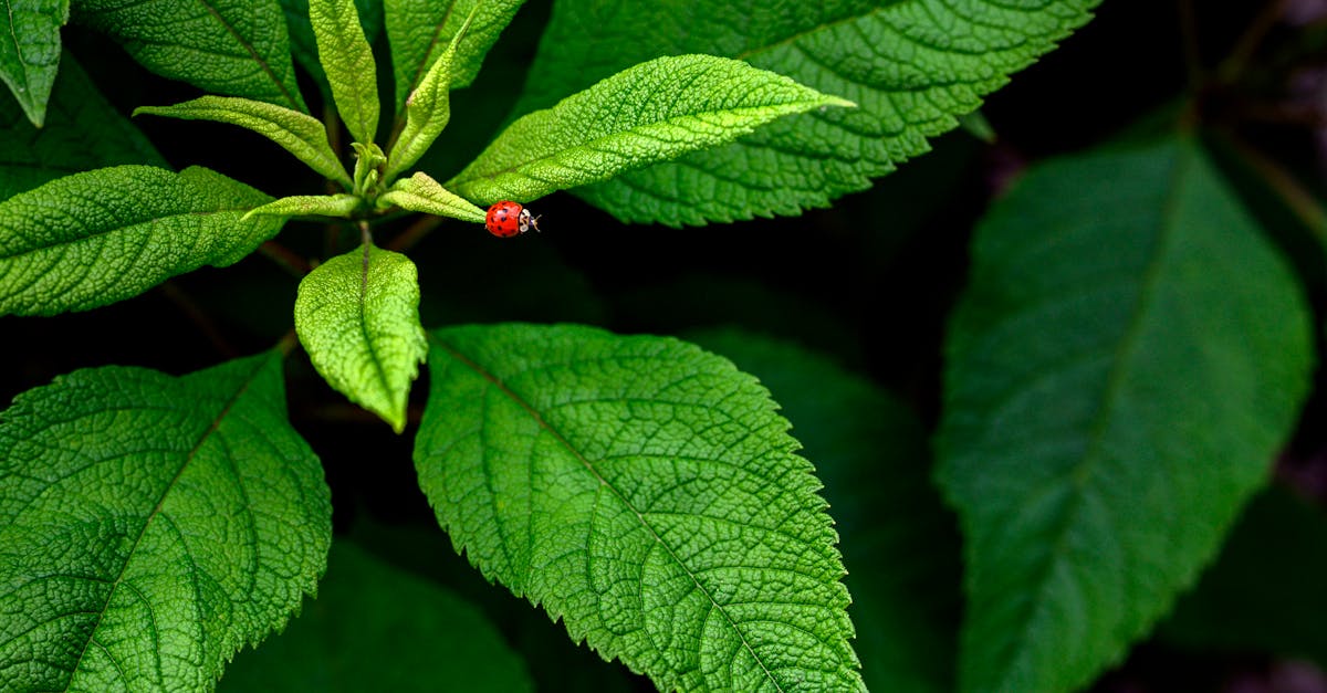 découvrez l'univers fascinant des coccinelles, ces petits insectes colorés qui sont non seulement adorables, mais aussi bénéfiques pour nos jardins. apprenez tout sur leur habitat, leur comportement et comment les protéger.