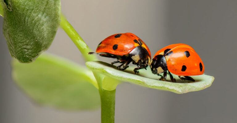 découvrez l'univers fascinant des coccinelles, ces petits insectes colorés qui apportent chance et beauté à nos jardins. plongez dans leur biologie, leurs habitudes et leur rôle essentiel dans l'écosystème.