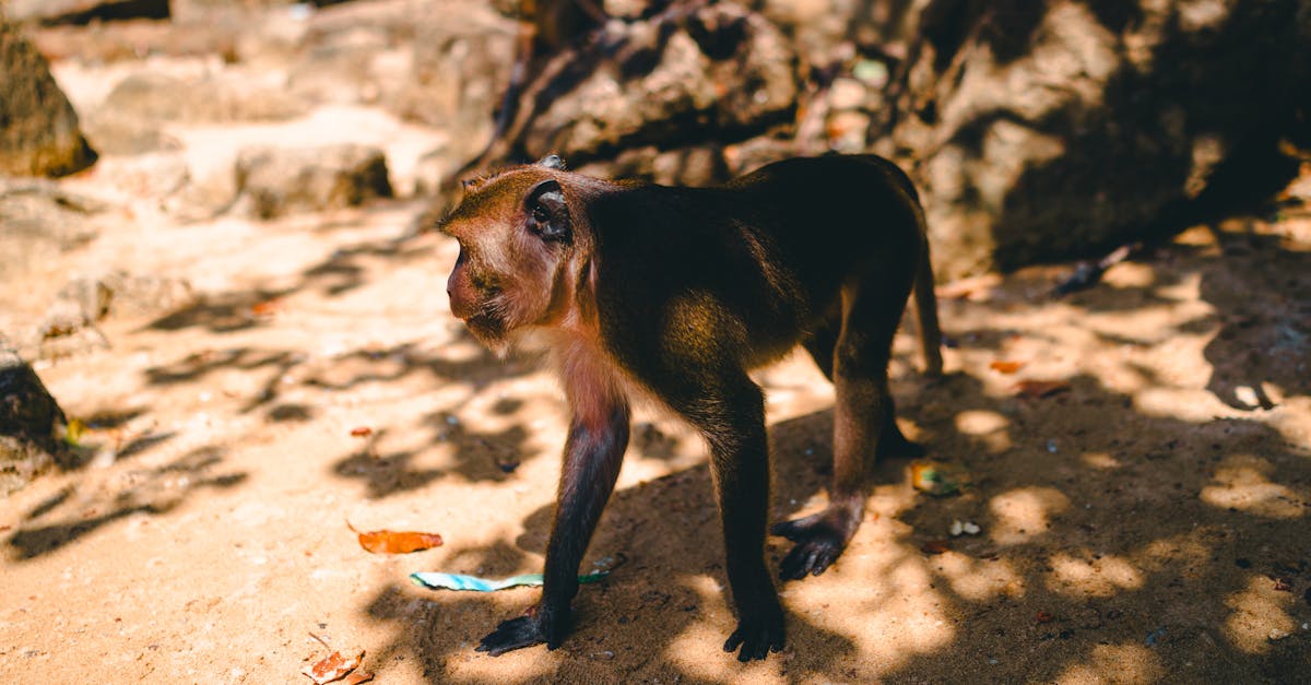 découvrez le fascinant monde des ponts singes, une attraction unique alliant aventure et défis. explorez leur conception, leur structure et l'expérience exaltante qu'ils offrent aux amateurs de sensations fortes en pleine nature.