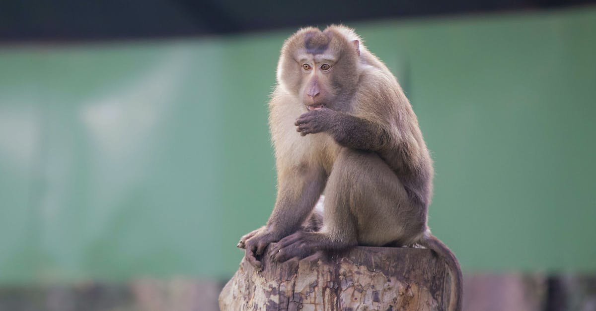 découvrez l'univers fascinant du monkey bridge, une structure emblématique alliant ingénierie et nature, offrant un contraste unique entre tradition et modernité. explorez ses origines, son utilisation et son impact sur les communautés locales.