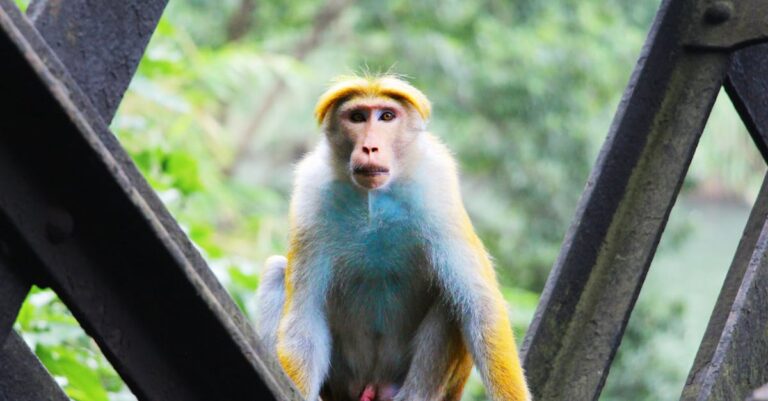 découvrez l'art du monkey bridge, une méthode de construction traditionnelle fascinante qui allie ingéniosité et savoir-faire artisanal. apprenez comment ces ponts uniques, souvent faits de bambou, sont utilisés dans les régions rurales pour faciliter le passage au-dessus de l'eau, tout en admirant leur esthétique et leur importance culturelle.