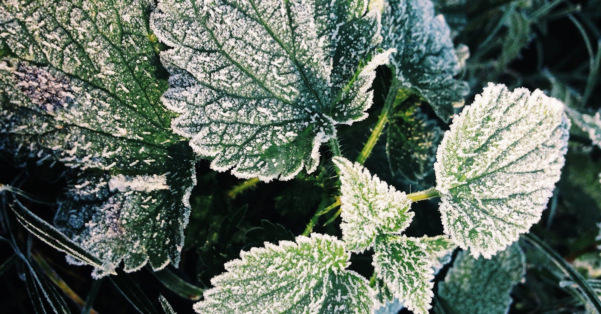 découvrez les bienfaits de l'ortie, une plante aux multiples vertus médicinales et culinaires. explorez ses propriétés nutritionnelles, ses applications en phytothérapie et apprenez comment l'intégrer facilement dans votre alimentation.