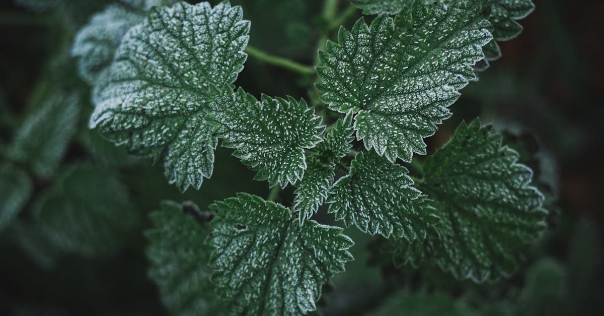 découvrez les bienfaits de l'ortie, cette plante aux multiples vertus. utilisée en médecine naturelle et en cuisine, l'ortie est riche en nutriments et peut améliorer votre santé. explorez ses applications et ses recettes pour profiter pleinement de ses propriétés.