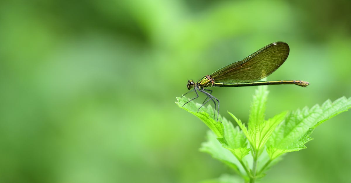 découvrez l'ortie, cette plante souvent méprisée, mais riche en bienfaits pour la santé et l'environnement. explorez ses vertus nutritives, ses utilisations en cuisine et ses applications en phytothérapie. apprenez comment intégrer l'ortie dans votre quotidien pour profiter de ses propriétés exceptionnelles.