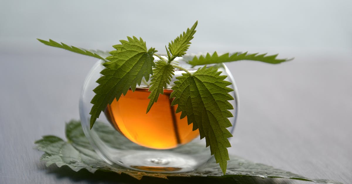 découvrez les bienfaits de l'ortie, une plante multi-usages reconnue pour ses propriétés nutritionnelles et médicinales. apprenez comment l'intégrer dans votre alimentation et profitant de ses vertus exceptionnelles.