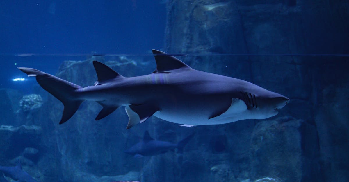 découvrez l'importance de la préservation des océans pour la biodiversité marine, la régulation climatique et la santé de notre planète. engagez-vous pour des initiatives durables et apprenez comment vous pouvez contribuer à protéger nos mers.
