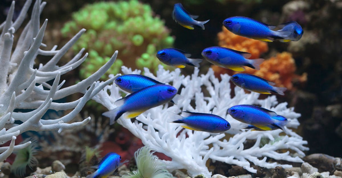 découvrez l'importance de la préservation des océans pour la biodiversité et la santé de notre planète. explorez des initiatives clés et des actions individuelles pour protéger nos mers et océans face aux menaces environnementales.