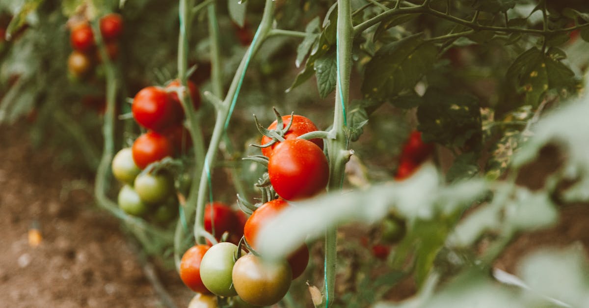 découvrez tout ce qu'il faut savoir sur les pesticides : leur utilisation, leur impact sur l'environnement et la santé, ainsi que des alternatives durables. informez-vous sur les enjeux liés à l'agriculture moderne et les moyens de réduire leur effet nocif.