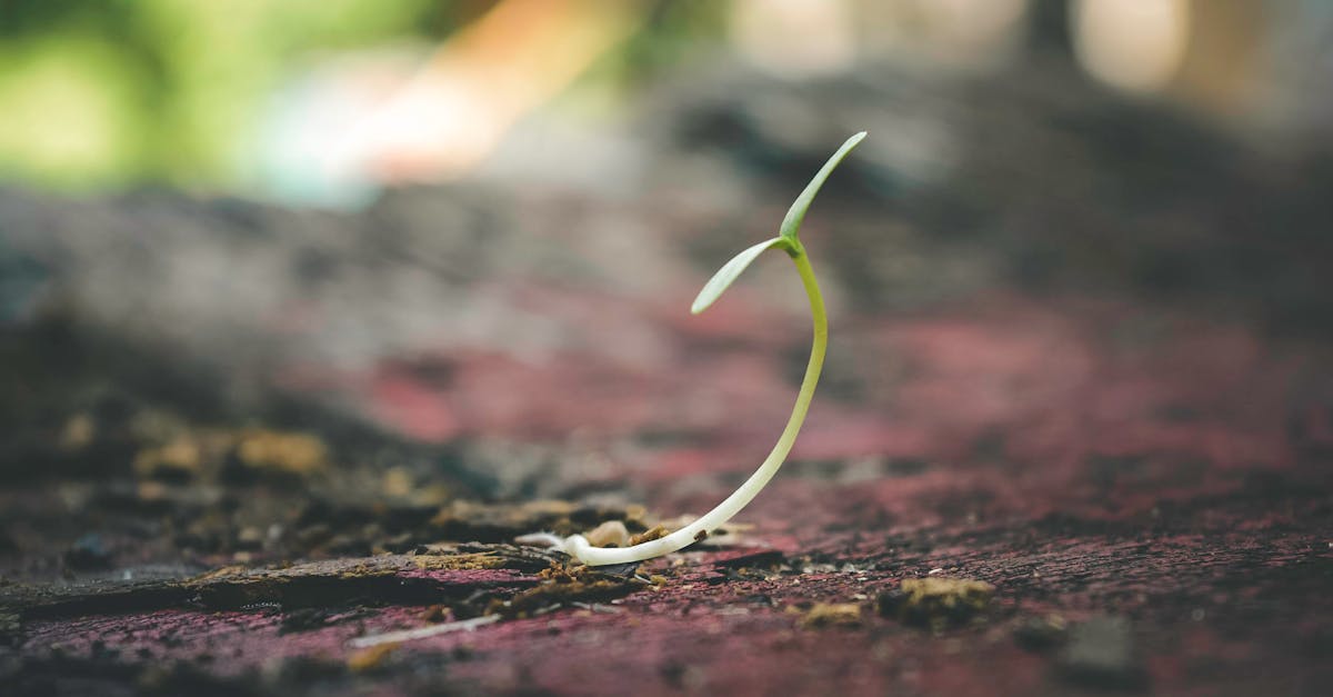 découvrez les seed guns, des outils innovants pour le semis de graines. idéaux pour les jardiniers amateurs et professionnels, ces pistolets à graines facilitent la plantation et garantissent une répartition uniforme des semences. transformez votre jardinage avec efficacité et précision grâce à cette technologie moderne.