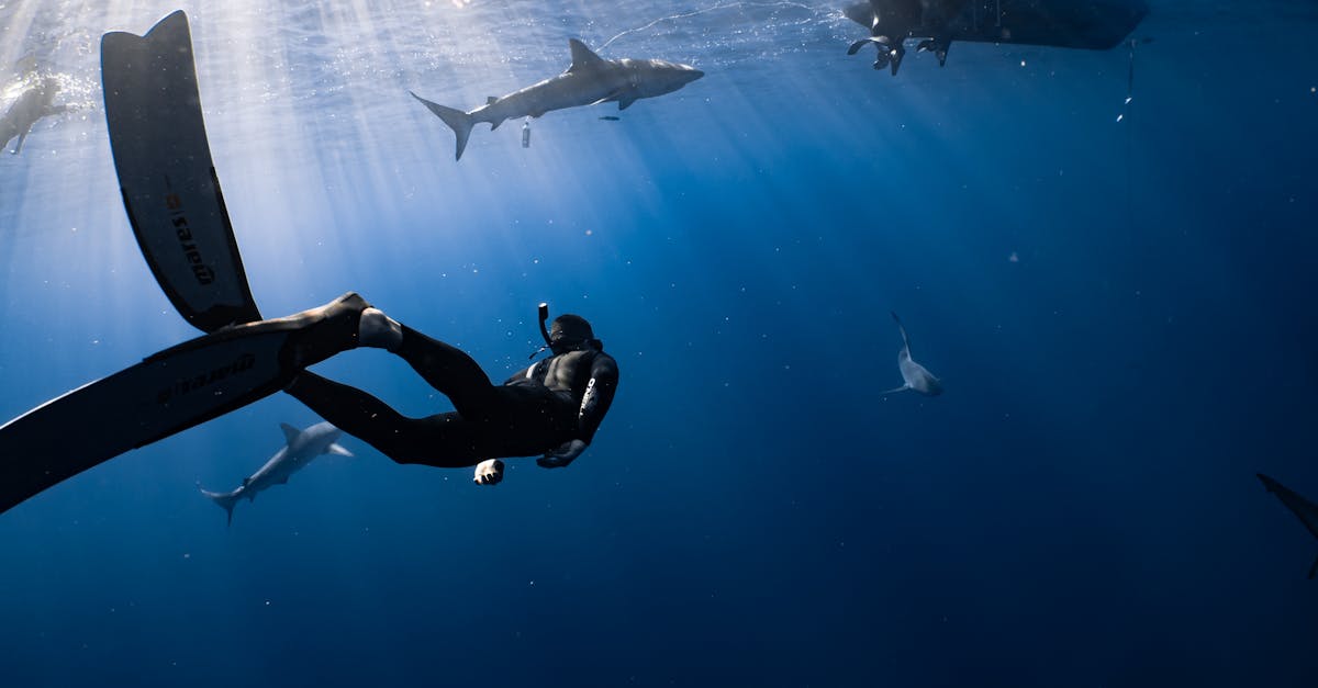 découvrez les requins, ces prédateurs marins fascinants qui peuplent nos océans. apprenez tout sur leurs comportements, leur habitat et leur importance dans l'écosystème marin.