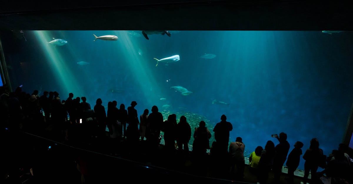 découvrez l'univers fascinant des requins : leurs habitats, comportements et l'importance de leur conservation. plongez dans le monde des prédateurs marins et apprenez pourquoi ils sont essentiels à l'écosystème océanique.
