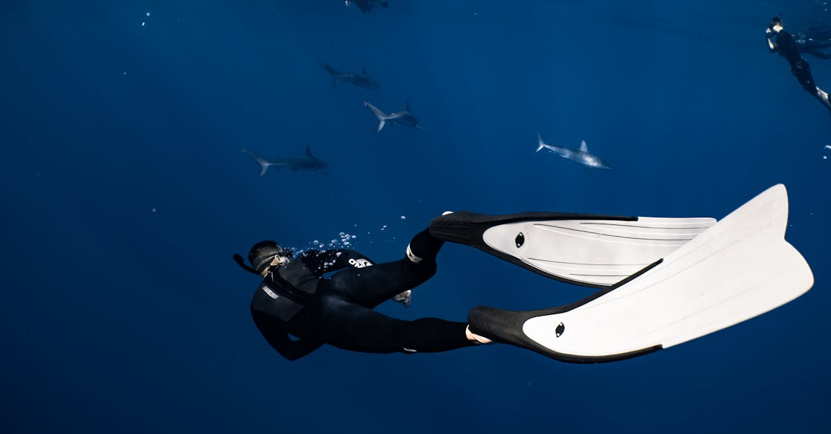 découvrez l'incroyable monde des requins : ces impressionnants prédateurs marins qui fascinent par leur diversité, leur comportement et leur rôle crucial dans l'écosystème océanique. apprenez-en davantage sur leur biologie, leur habitat et les efforts de conservation qui visent à protéger ces créatures majestueuses.