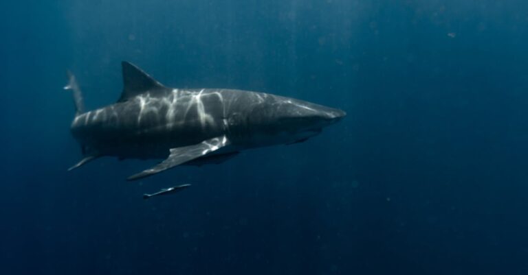 découvrez le monde fascinant des requins, ces prédateurs marins emblématiques. apprenez tout sur leurs différentes espèces, leur habitat, leur comportement et leur importance dans l'écosystème marin.
