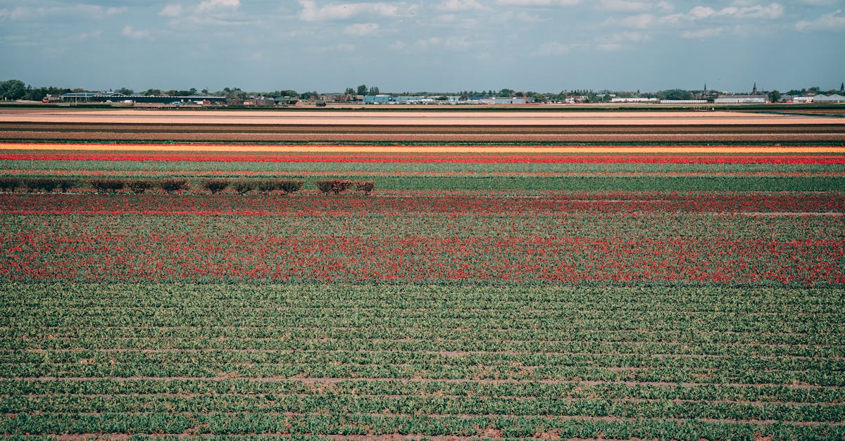 découvrez notre sélection de fleurs durables, cultivées de manière éthique et respectueuse de l'environnement. embellissez votre espace tout en préservant la planète grâce à des bouquets écoresponsables.