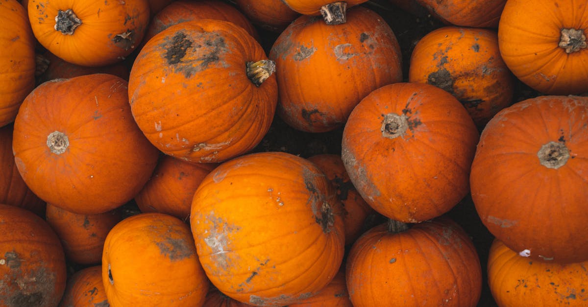 découvrez comment célébrer un halloween écoresponsable avec des astuces pour des décorations durables, des costumes recyclés et des friandises bio. faites de cette fête une expérience festive et respectueuse de l'environnement !