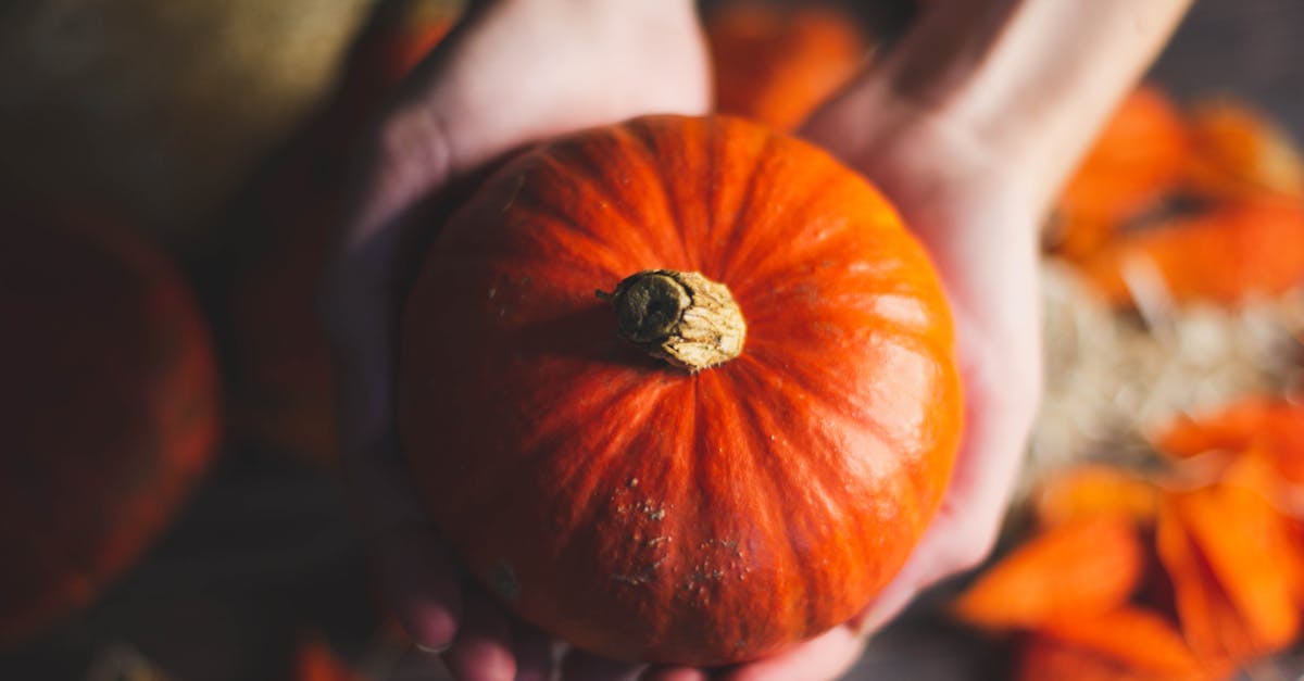 découvrez un halloween durable avec des astuces pour célébrer cette fête tout en respectant l'environnement. explorez des décorations écologiques, des costumes recyclés et des recettes de friandises bio pour une célébration festive et responsable.