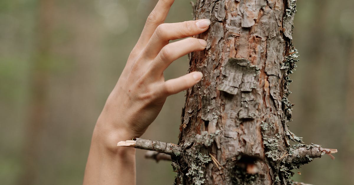 découvrez les bienfaits de la tree therapy, une approche thérapeutique innovante qui utilise la nature et les arbres pour favoriser le bien-être mental et physique. plongez dans une expérience apaisante et revitalisante au cœur de la nature.