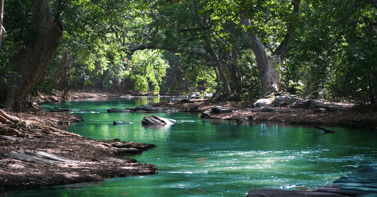 découvrez l'importance et la beauté des arbres dans notre environnement. apprenez comment ils contribuent à la biodiversité, améliorent notre qualité de vie et jouent un rôle essentiel dans la lutte contre le changement climatique.